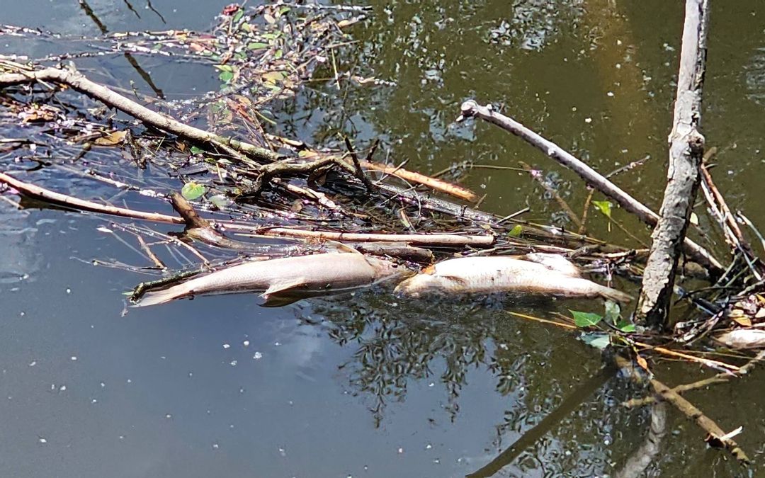Fischsterben in der Schussen