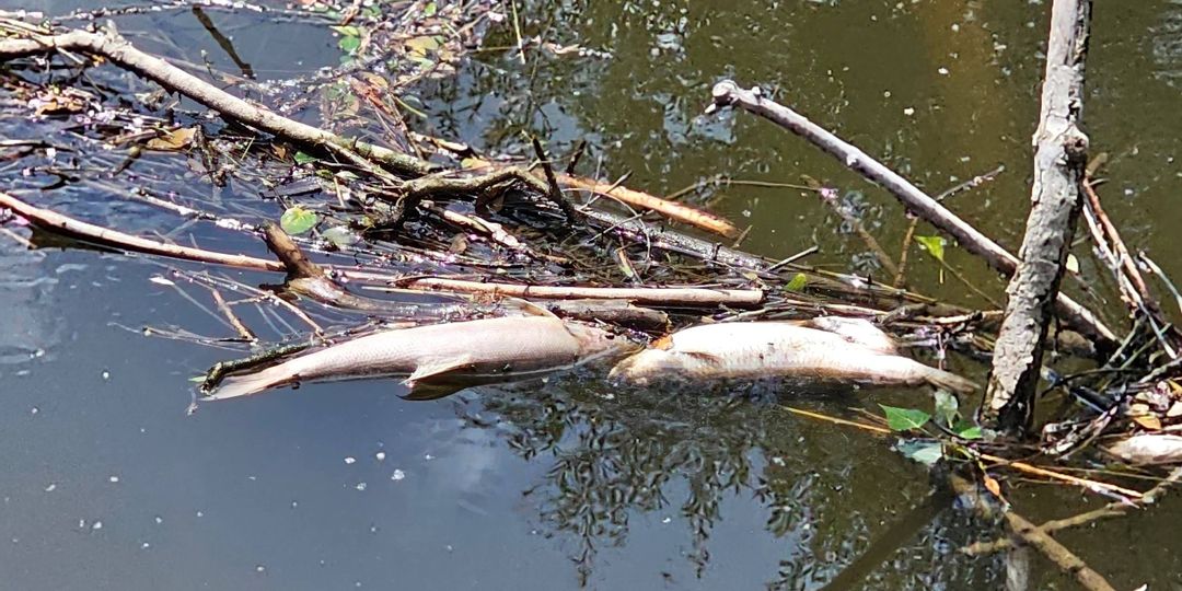 Fischsterben in der Schussen