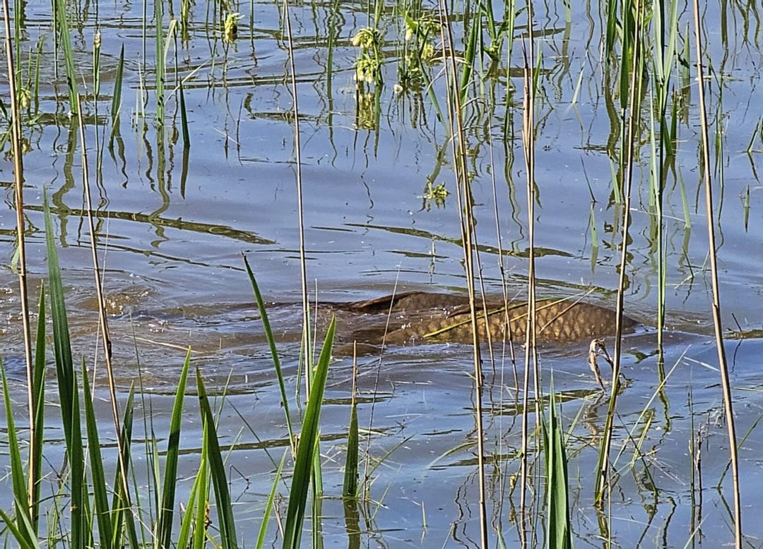 Hochwasser: Wild-Karpfen nicht beim Liebesspiel stören