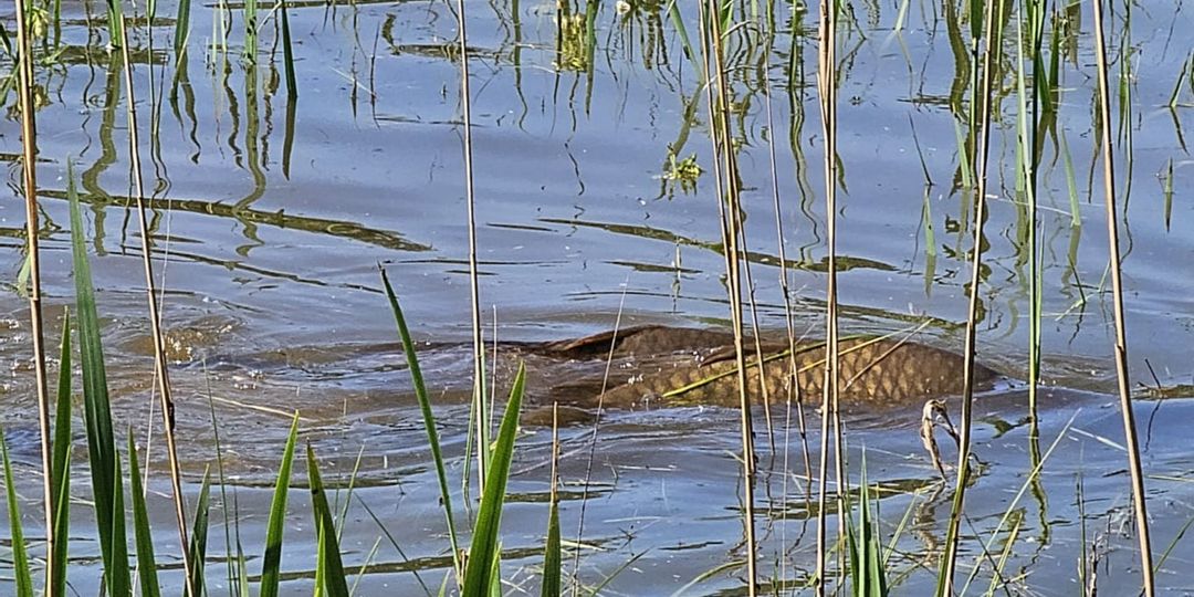 Hochwasser: Wild-Karpfen nicht beim Liebesspiel stören