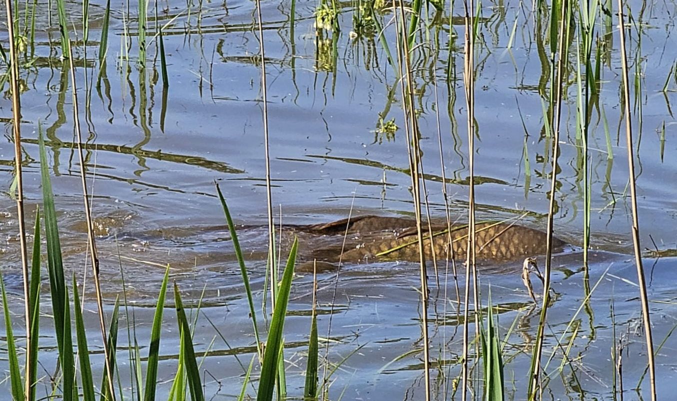 Hochwasser: Wild-Karpfen nicht beim Liebesspiel stören