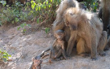 MÄX Gruppe Tansania