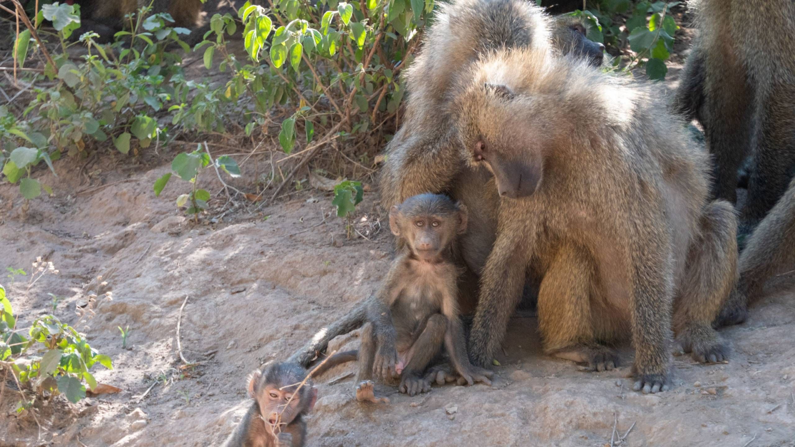 MÄX Gruppe Tansania