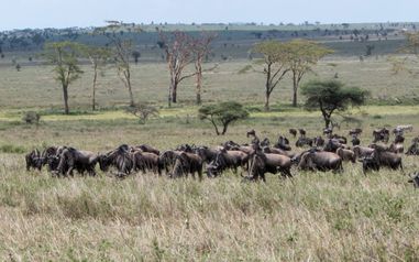 MÄX Gruppe Tansania