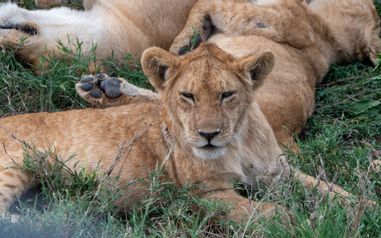 MÄX Gruppe Tansania