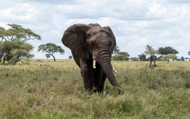 MÄX Gruppe Tansania