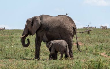 MÄX Gruppe Tansania