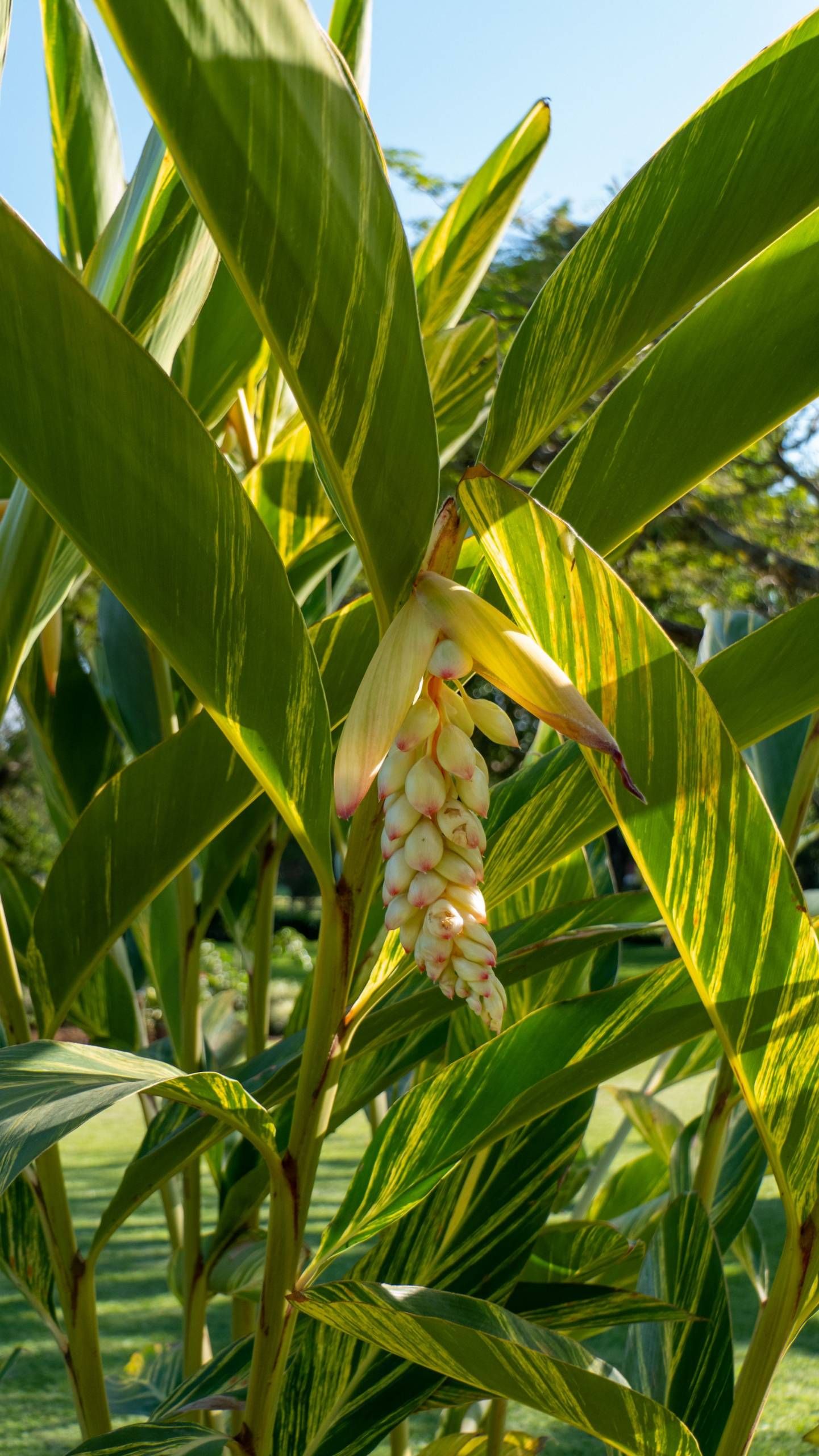 MÄX Gruppe Tansania