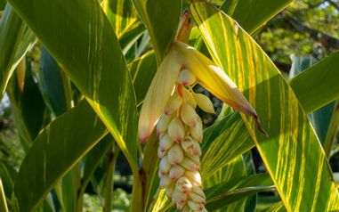 MÄX Gruppe Tansania