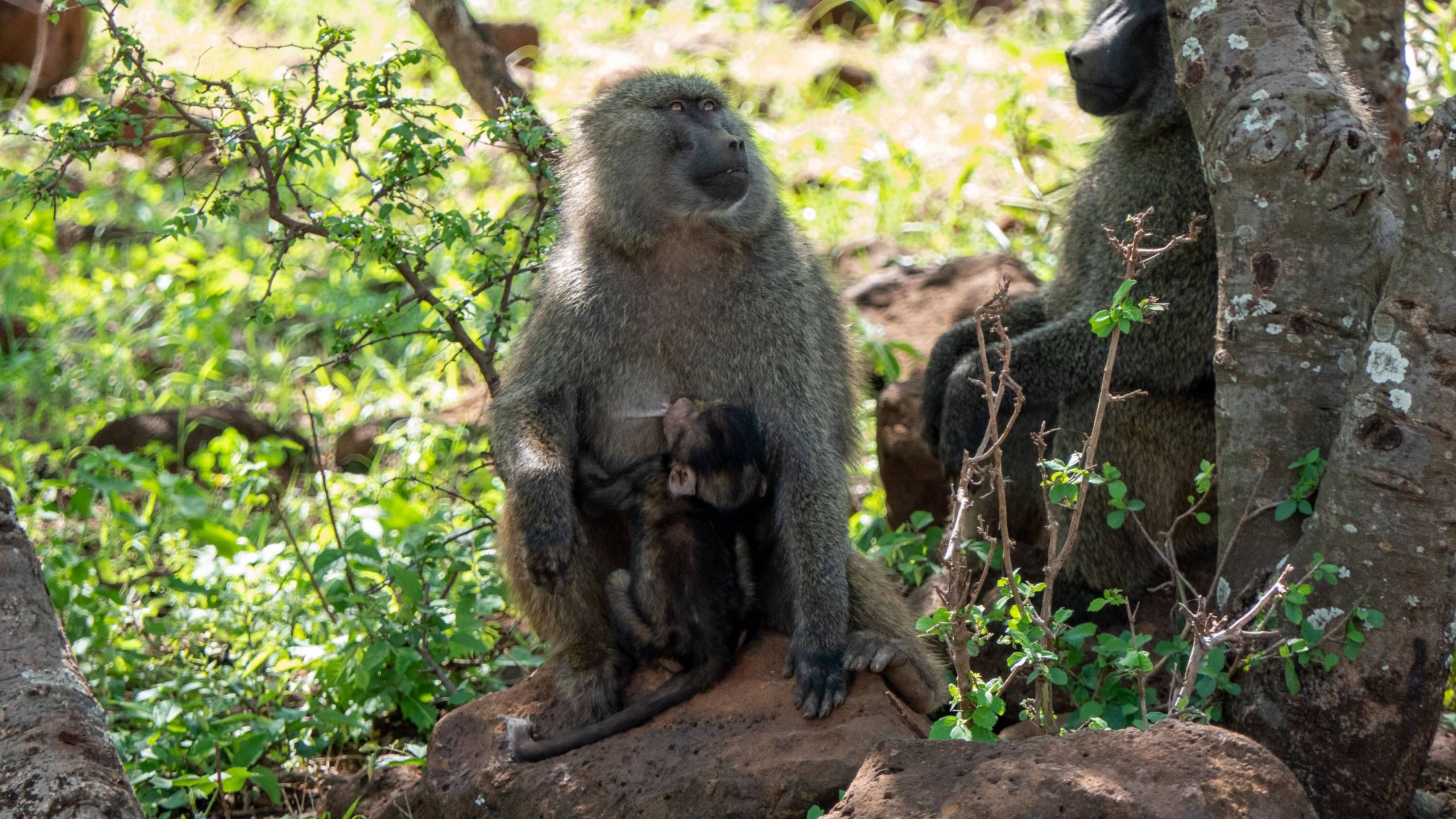 MÄX Gruppe Tansania