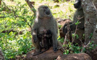MÄX Gruppe Tansania