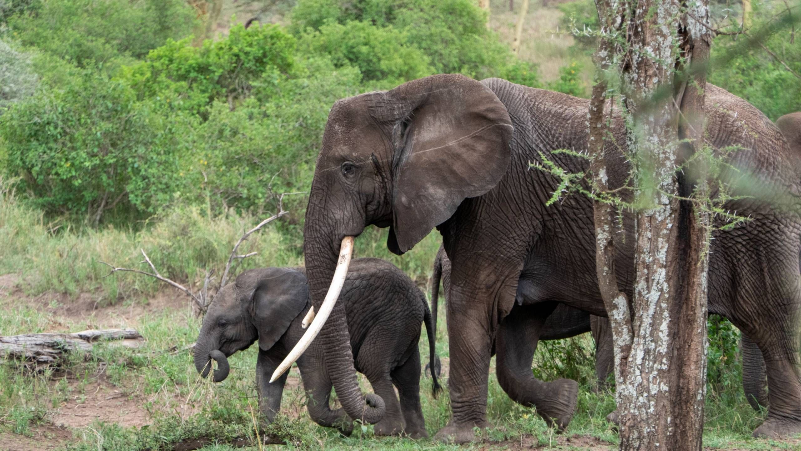 MÄX Gruppe Tansania