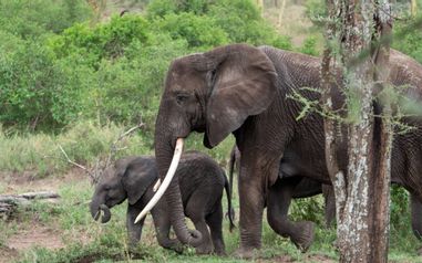 MÄX Gruppe Tansania
