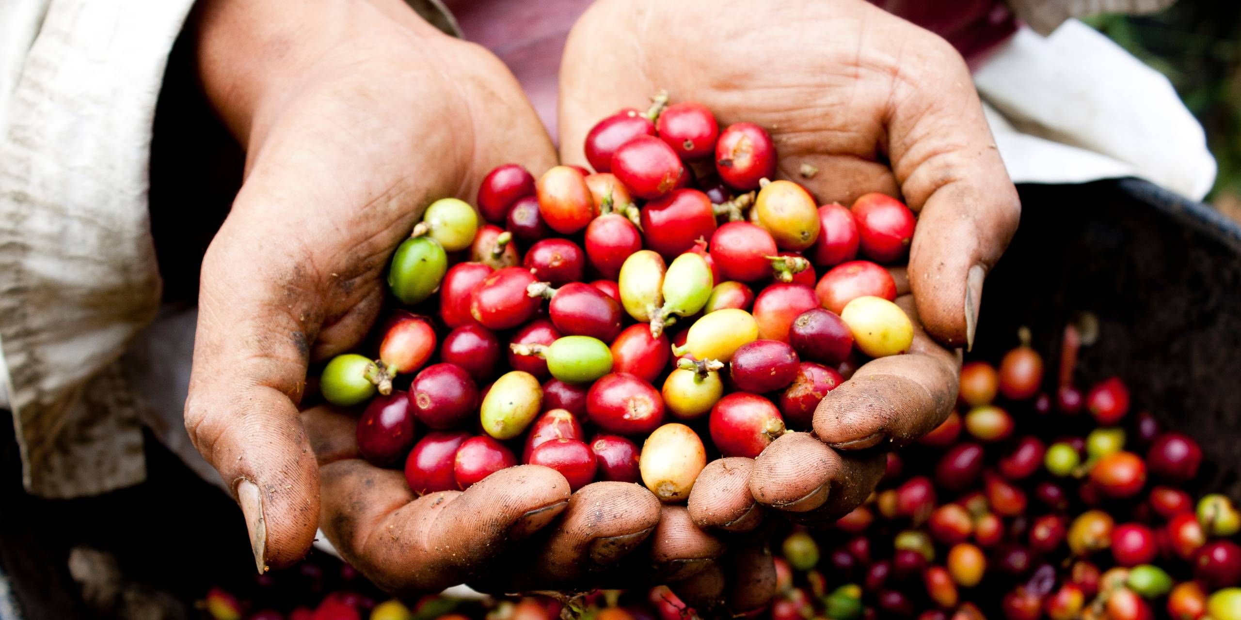 BOG Kolumbien Kaffeeduft und Karibikzauber
