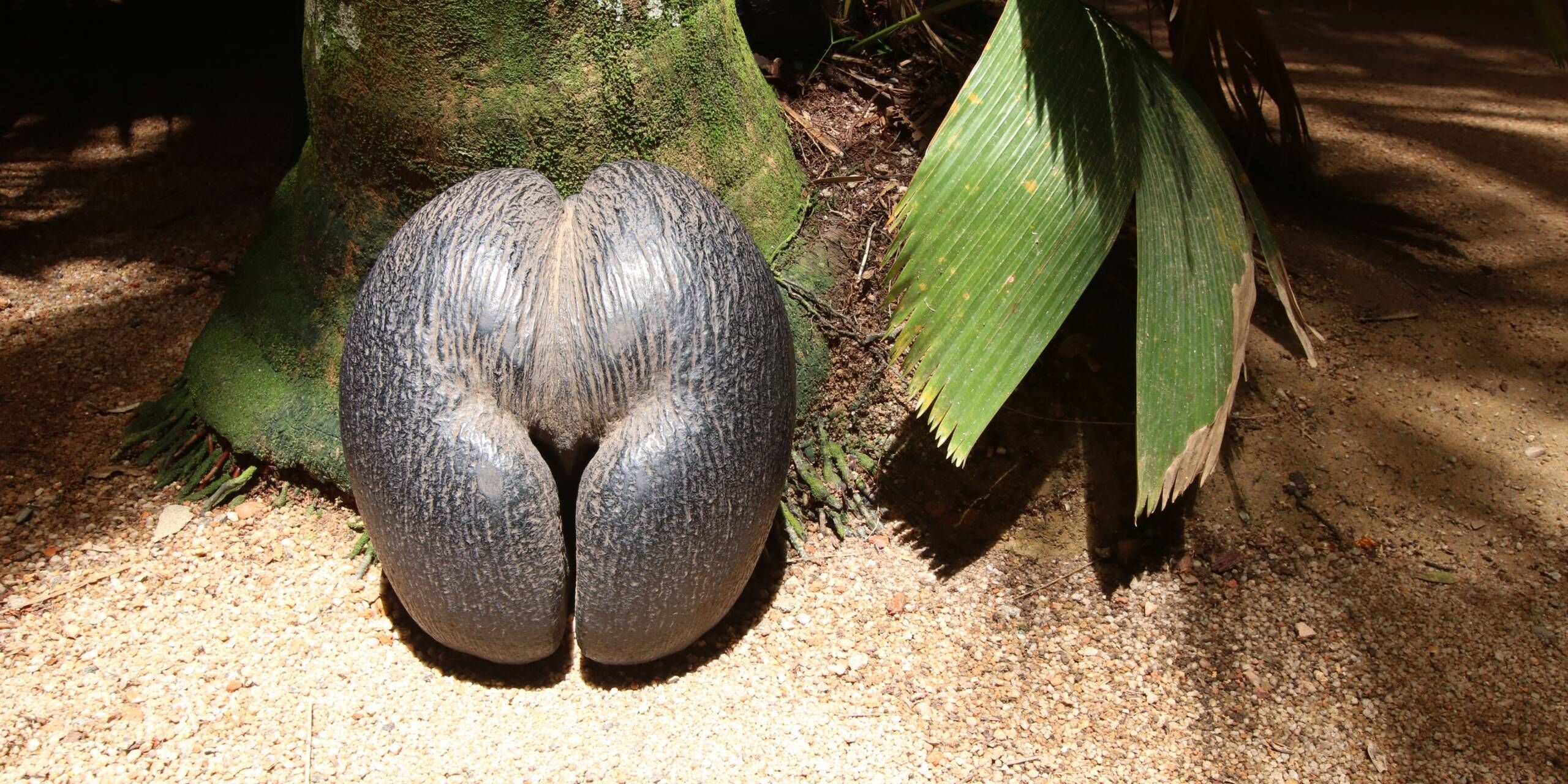 SEZ Impressionen Seycehllen