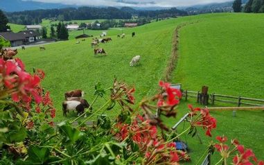 Landhotel Alphorn Aussicht
