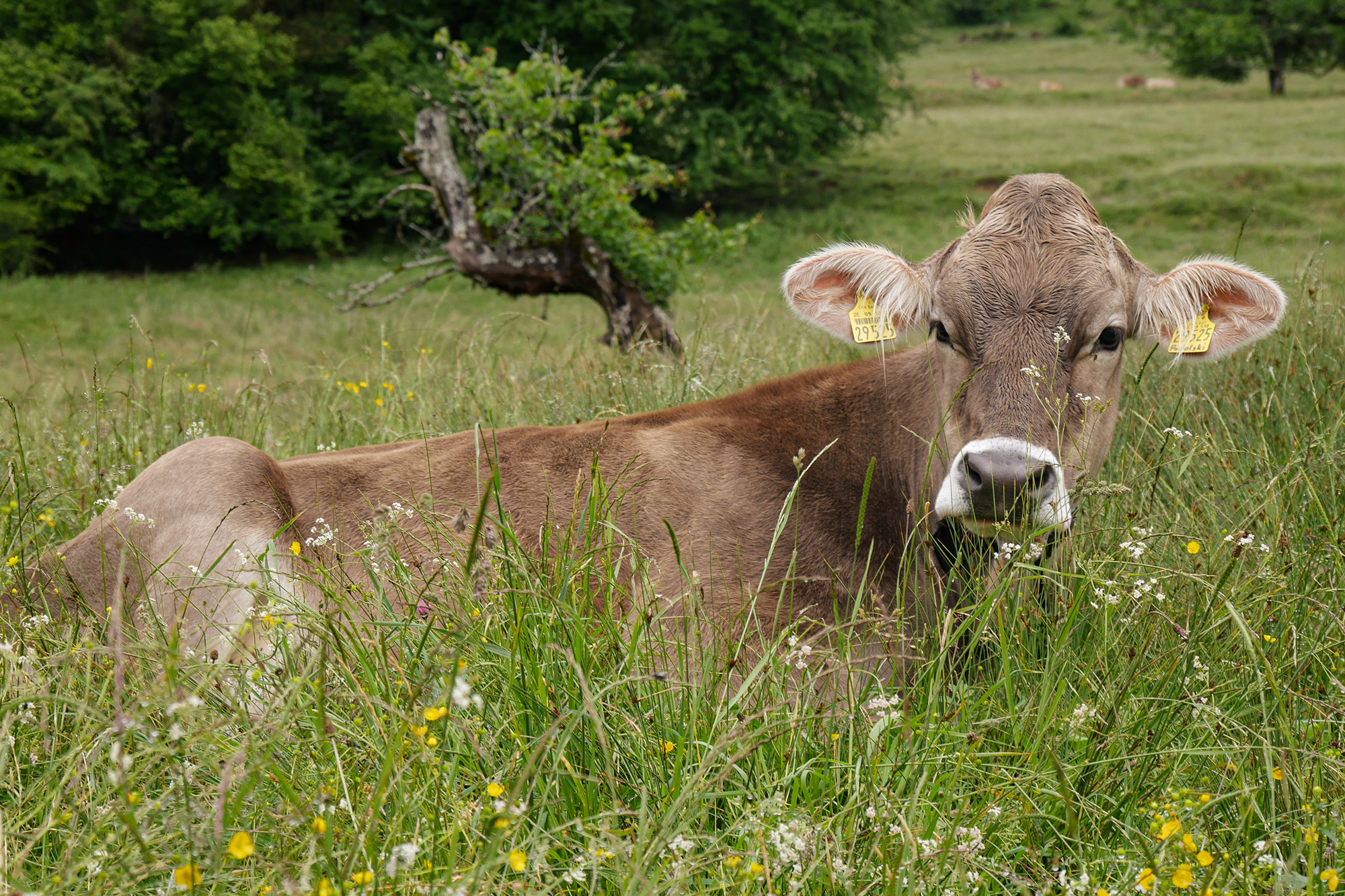 Liegende Kuh auf grüner Wiese im Allgäu vor Alpenpanorama – typische Szene ländlicher Idylle und traditioneller Alpwirtschaft.