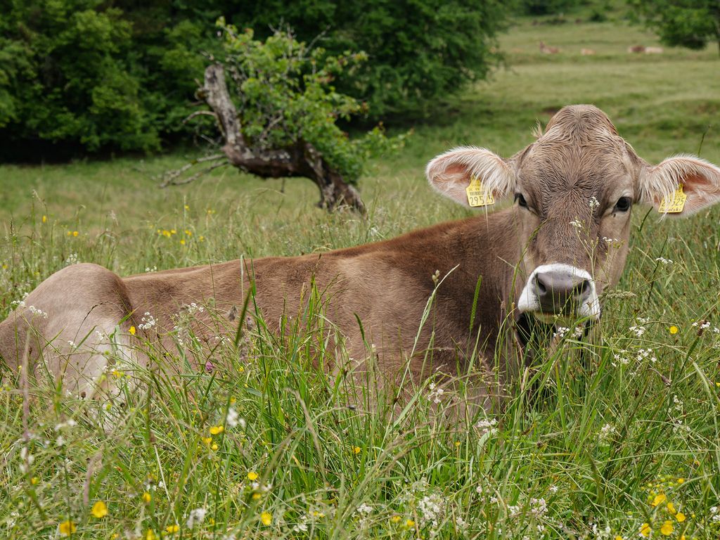 Liegende Kuh auf grüner Wiese im Allgäu vor Alpenpanorama – typische Szene ländlicher Idylle und traditioneller Alpwirtschaft.