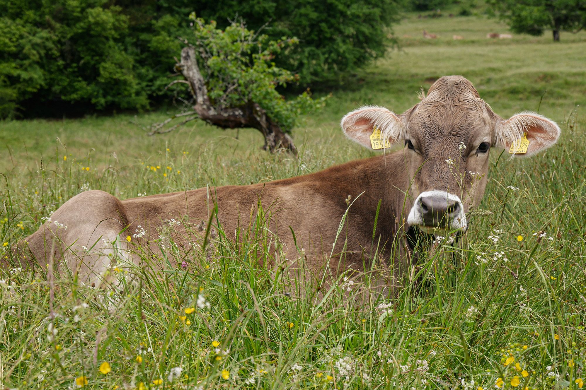 Liegende Kuh auf grüner Wiese im Allgäu vor Alpenpanorama – typische Szene ländlicher Idylle und traditioneller Alpwirtschaft.