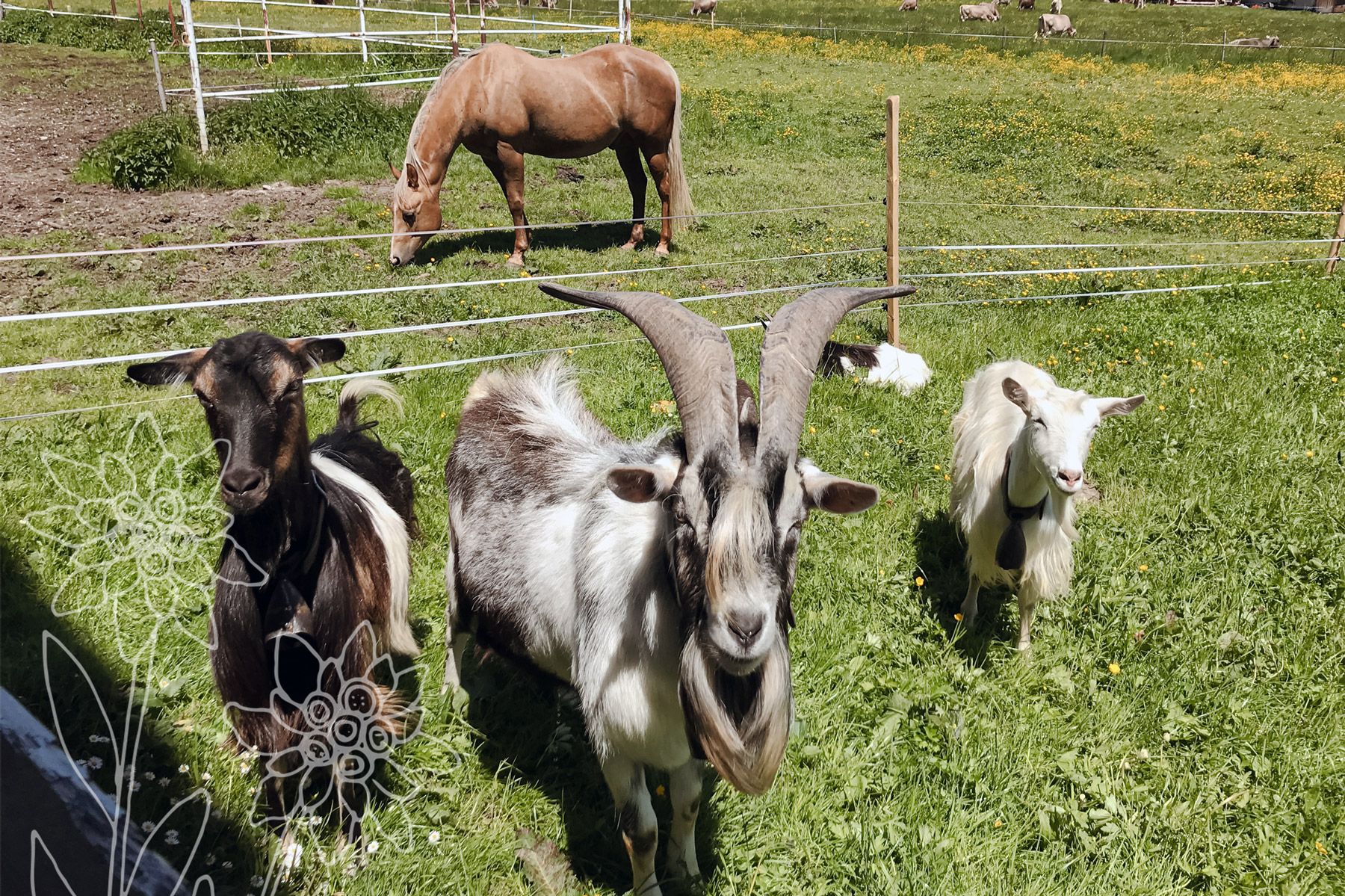 Drei Ziegen auf einer grünen Wiese im Vordergrund, im Hintergrund ein Pferd – tierische Begegnungen auf dem Gaisbock Ferienhof in Fischen im Allgäu.