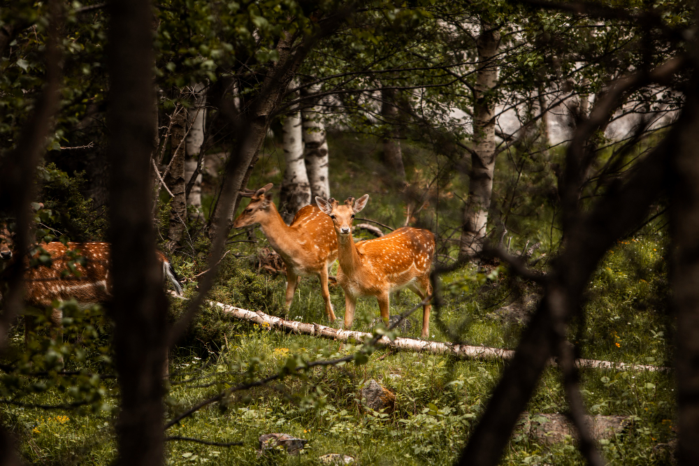 Zwei junge Rehe im Wald, umgeben von Bäumen, die eine natürliche Silhouette bilden – friedliche Waldszene in der Allgäuer Natur.