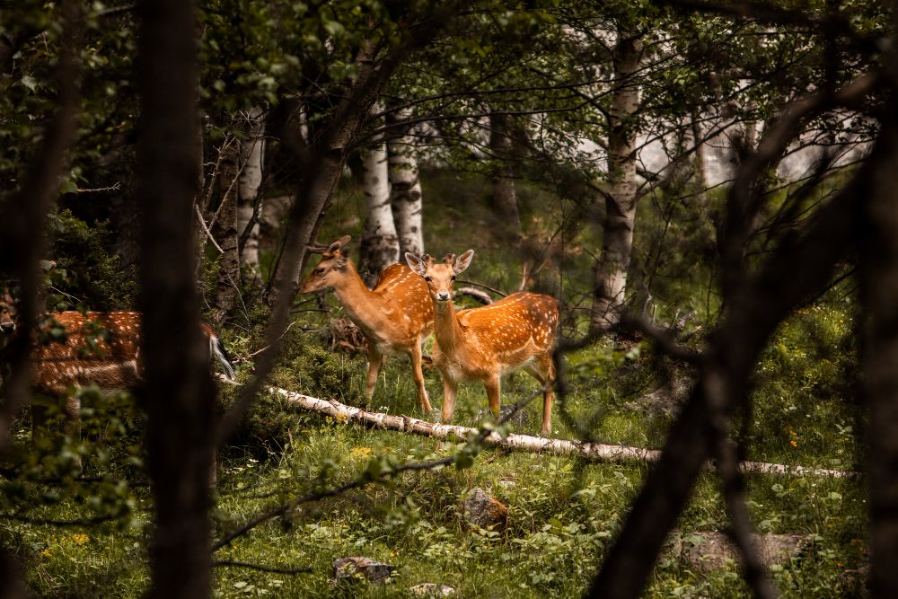 Zwei junge Rehe im Wald, umgeben von Bäumen, die eine natürliche Silhouette bilden – friedliche Waldszene in der Allgäuer Natur.