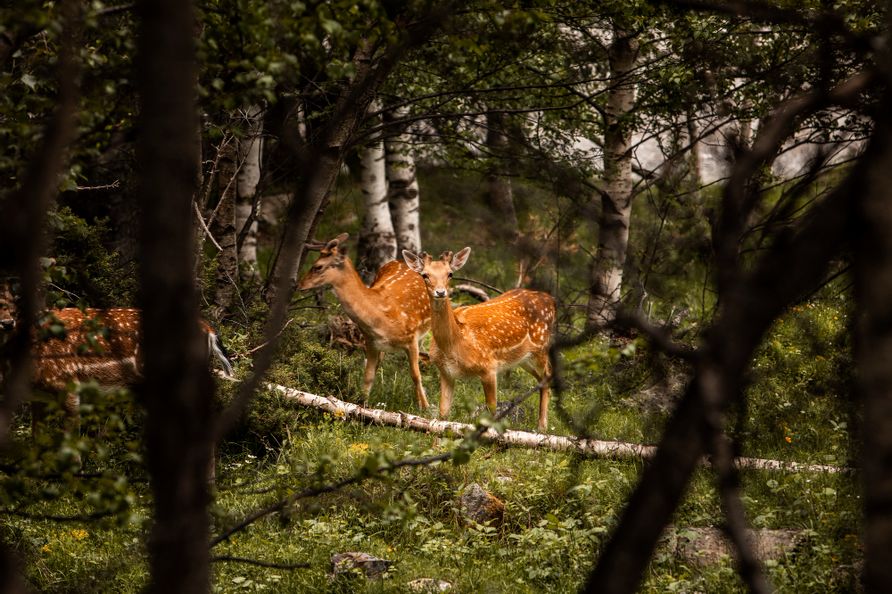 Zwei junge Rehe im Wald, umgeben von Bäumen, die eine natürliche Silhouette bilden – friedliche Waldszene in der Allgäuer Natur.