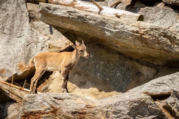 Steinbock (Alpenibex) steht auf felsigem Untergrund in den Allgäuer Alpen – majestätisches Wildtier in seiner natürlichen Bergumgebung.