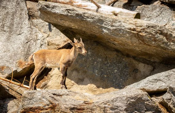 Steinbock (Alpenibex) steht auf felsigem Untergrund in den Allgäuer Alpen – majestätisches Wildtier in seiner natürlichen Bergumgebung.