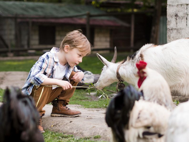 Junge umgeben von Farmtieren wie Hühnern und Ziegen auf dem Gaisbock Ferienhof in Fischen im Allgäu – unvergessliches Erlebnis für Kinder beim Bauernhofurlaub.