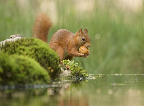 Eichhörnchen hält eine Nuss in den Pfötchen – Nahaufnahme in natürlicher Umgebung im Allgäu.