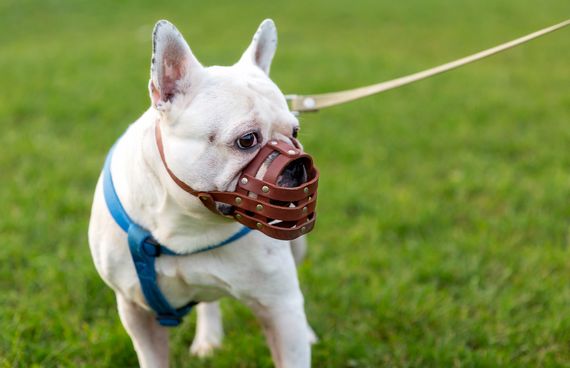 Hund mit Maulkorb sitzt aufmerksam im Freien – verantwortungsbewusster Umgang mit Haustieren während des Urlaubs.