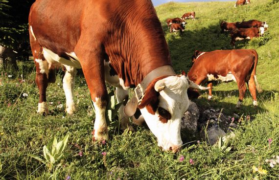 Friedliche Kühe grasen an einem sanften Berghang auf einer Alpe im Allgäu – idyllische Alpenlandschaft und ländliche Natur.