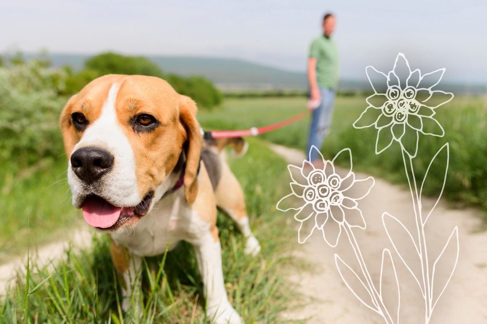 Mann mit seinem Hund beim Spaziergang – Urlaub mit Haustieren im Allgäu, ideal für tierliebe Urlauber.