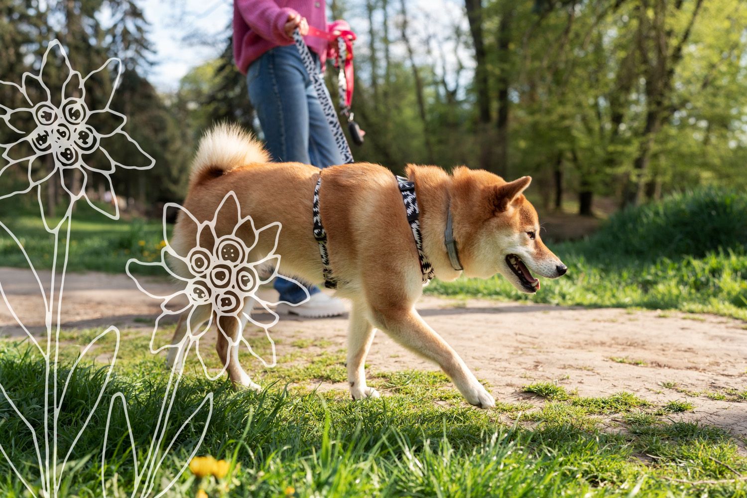 Junge Frau mit ihrem angeleinten Shiba Inu – Spaziergang und Freizeit mit Hund im Allgäu.