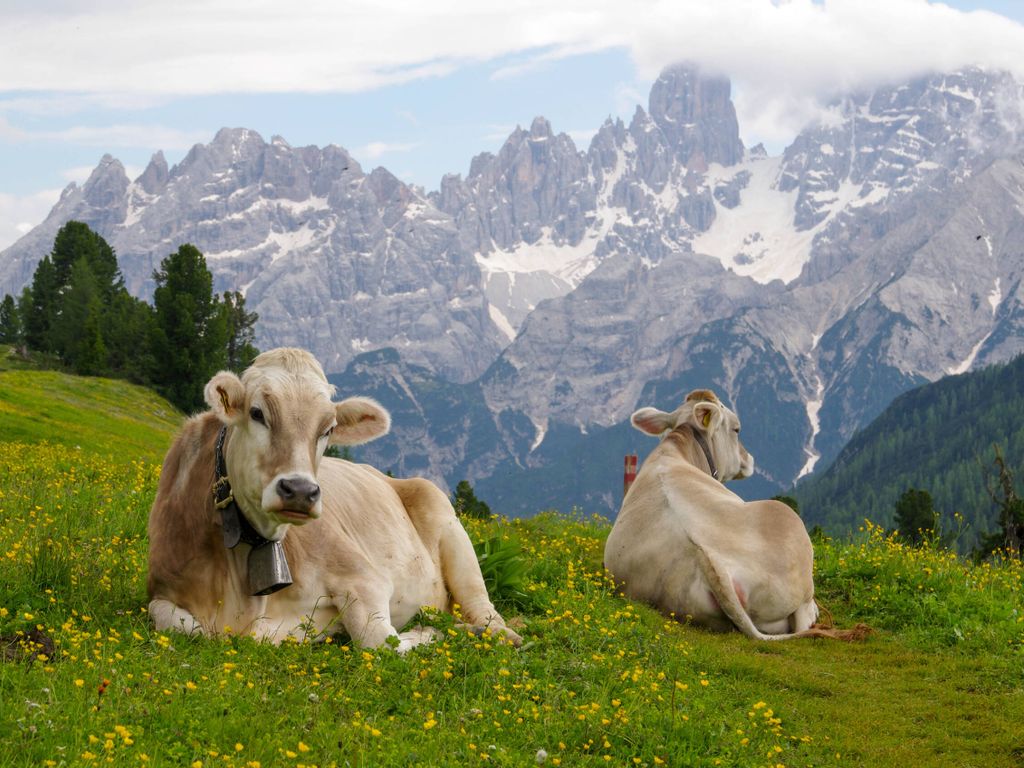 Zwei Küche ruhen auf einer alpinen Wiese mit den majestätischen Alpen im Hintergrund. Tierbeobachtung in der Berglandschaft.