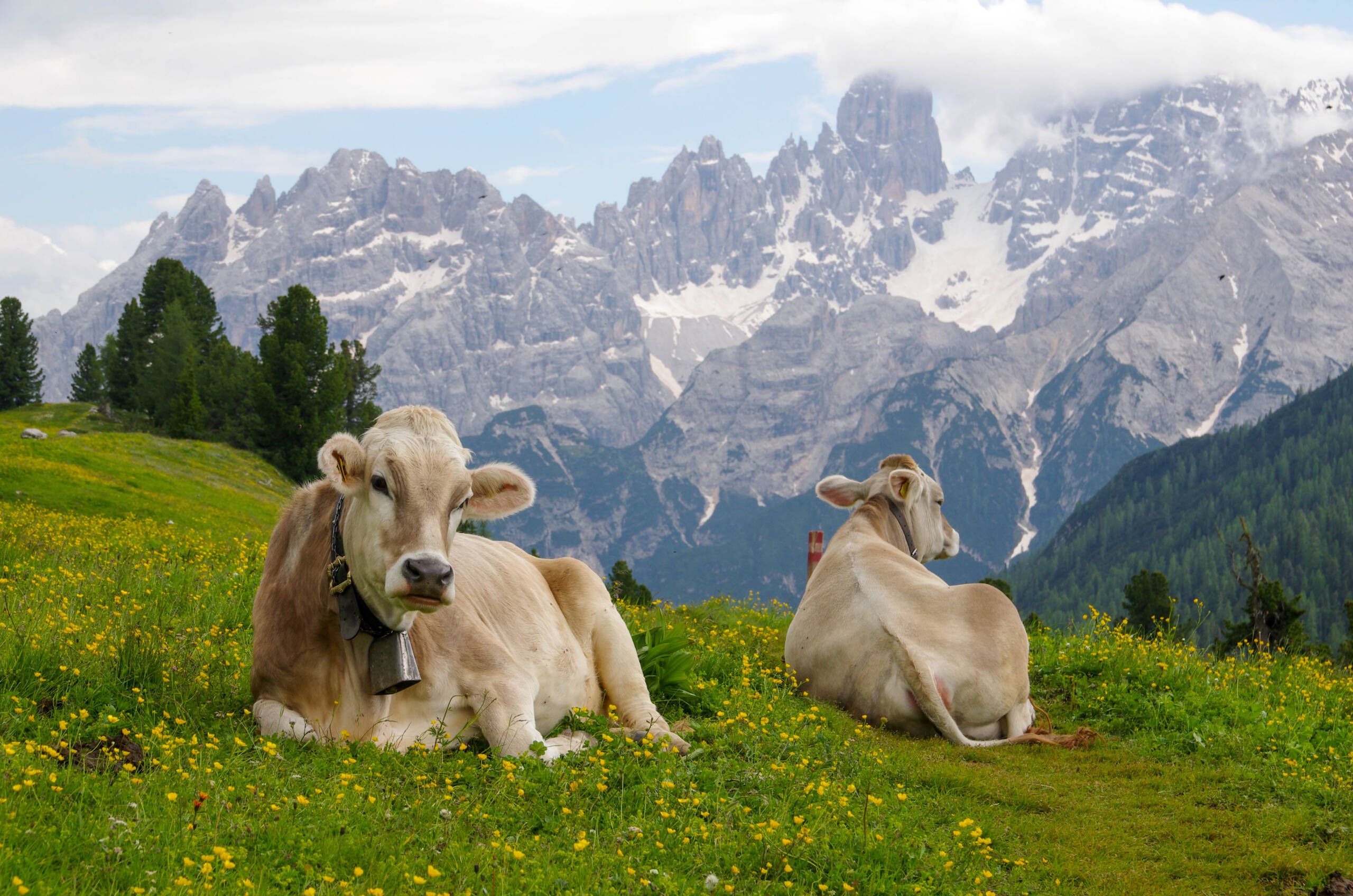 Zwei Küche ruhen auf einer alpinen Wiese mit den majestätischen Alpen im Hintergrund. Tierbeobachtung in der Berglandschaft.