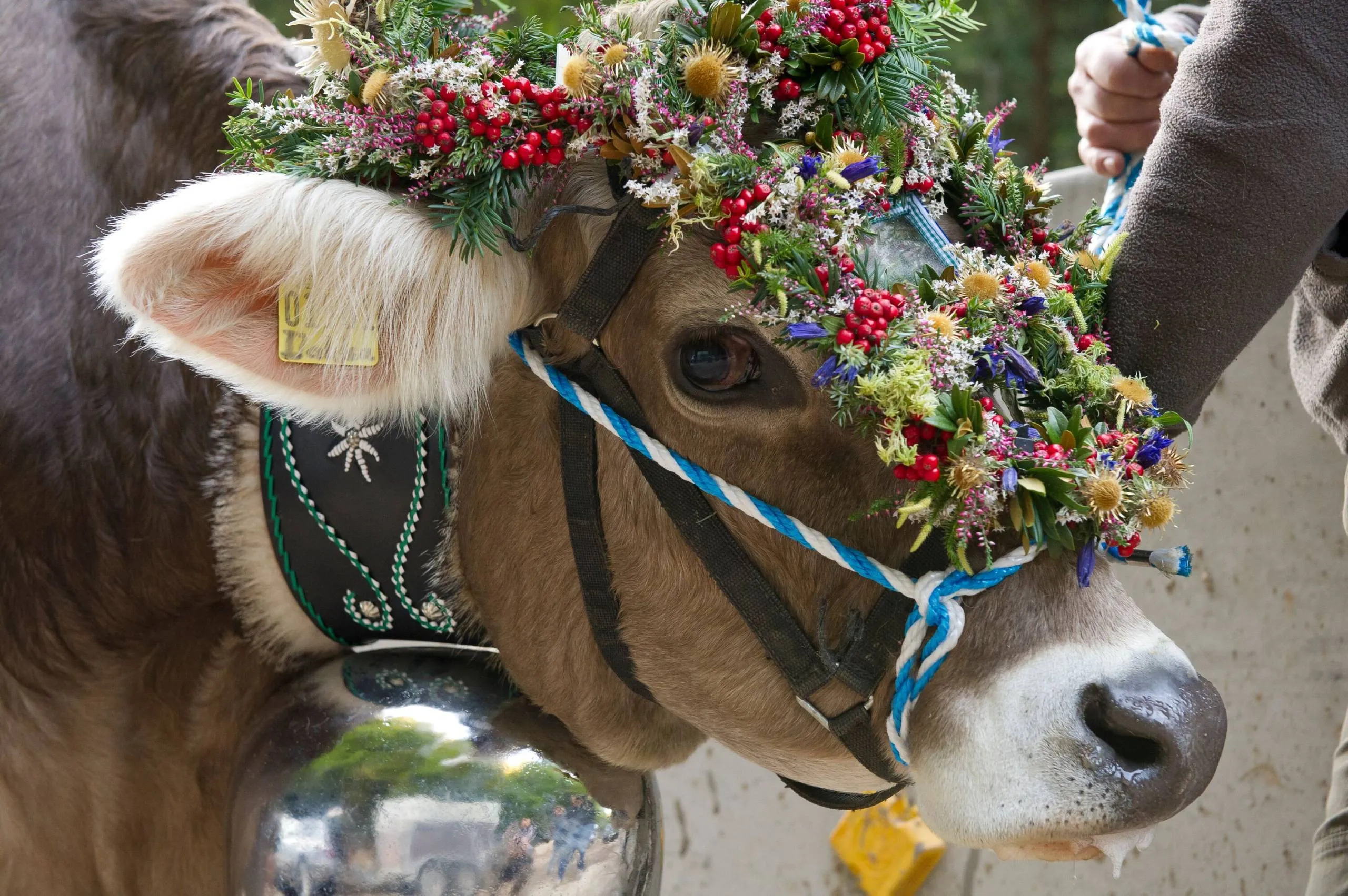 Wandertrilogie Allgäu: Viehscheid in Obermaiselstein mit Kranzkuh auf der Alm Grasgehren – traditionelles Almabtrieb-Event in den Allgäuer Alpen.