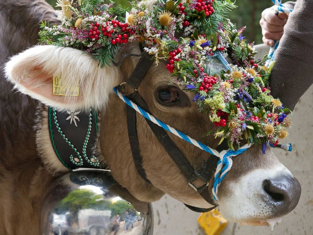 Wandertrilogie Allgäu: Viehscheid in Obermaiselstein mit Kranzkuh auf der Alm Grasgehren – traditionelles Almabtrieb-Event in den Allgäuer Alpen.