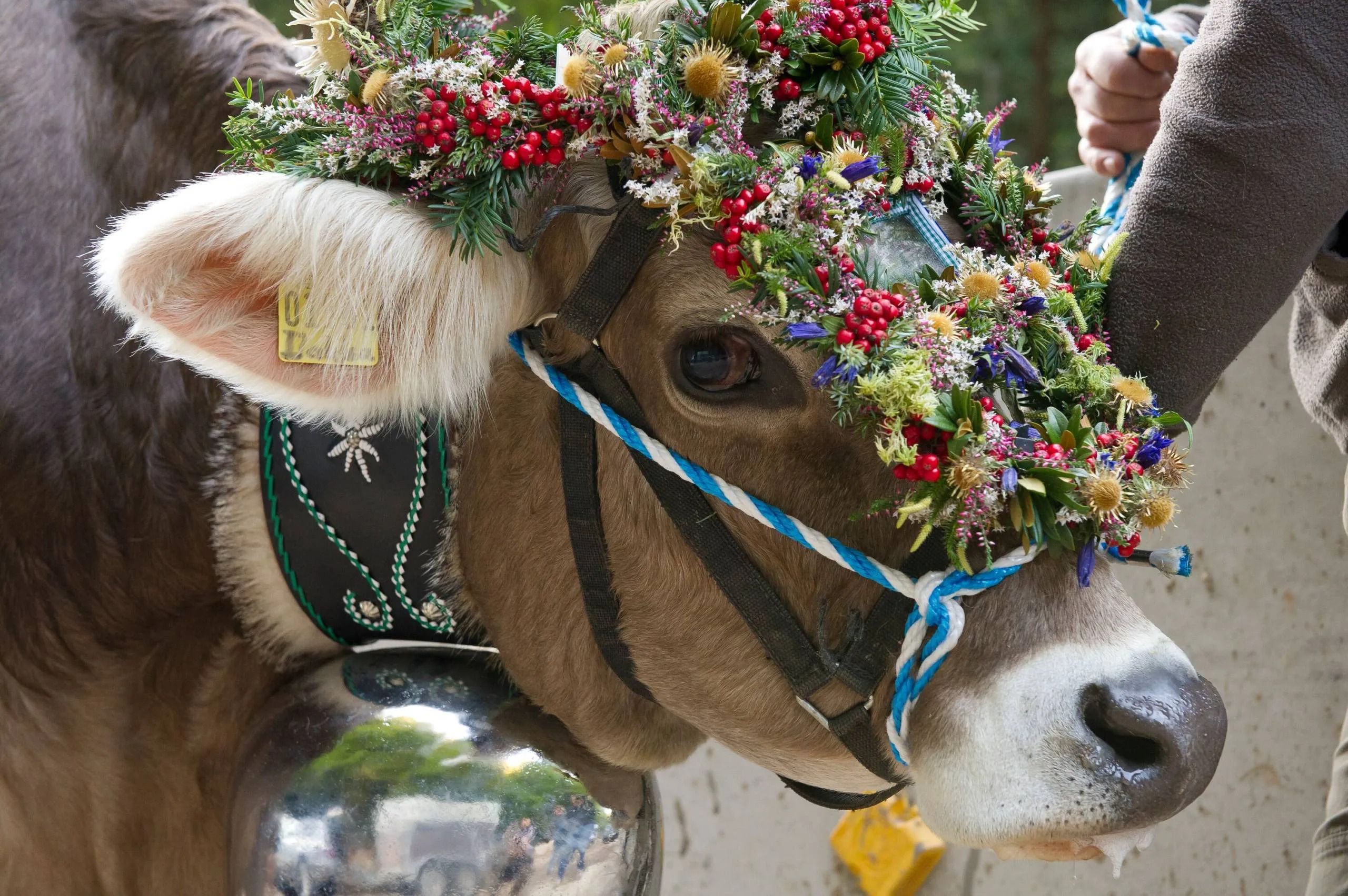 Wandertrilogie Allgäu: Viehscheid in Obermaiselstein mit Kranzkuh auf der Alm Grasgehren – traditionelles Almabtrieb-Event in den Allgäuer Alpen.
