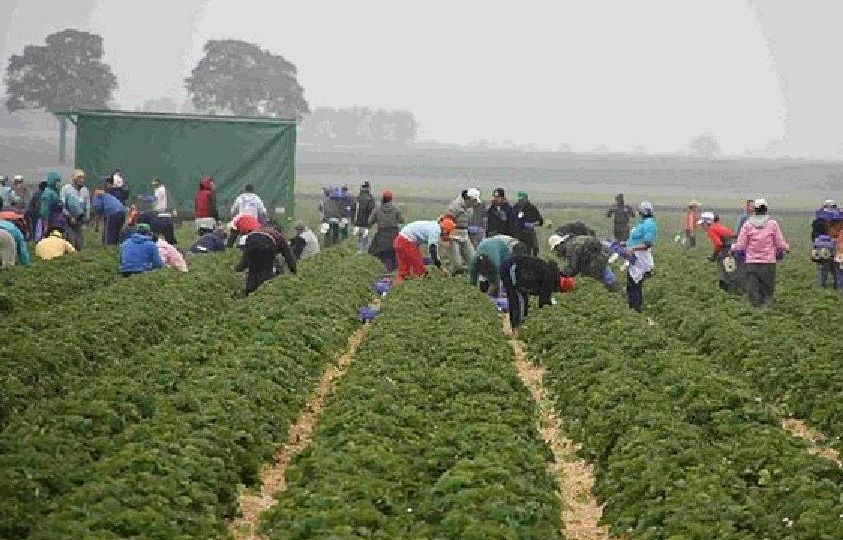 Theater: „Ernte? Hilfe!“ am Mi, 22.03.23, im Rahmen der Internationalen Wochen gegen Rassismus