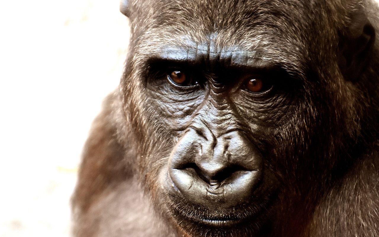 Jane Goodall – eine ganz besondere Frau
