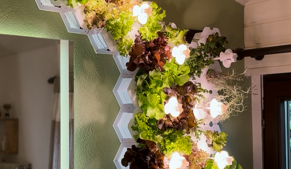 CompactGreens: Unser Schüler-Startup braucht Ihre Unterstützung!