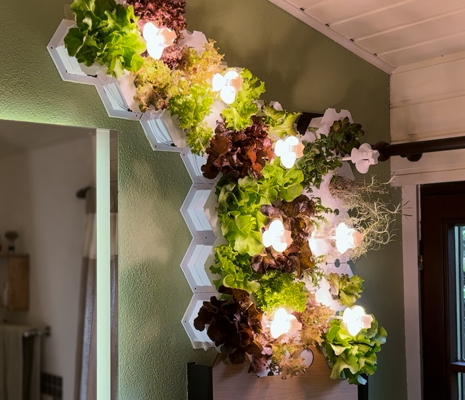 CompactGreens: Unser Schüler-Startup braucht Ihre Unterstützung!