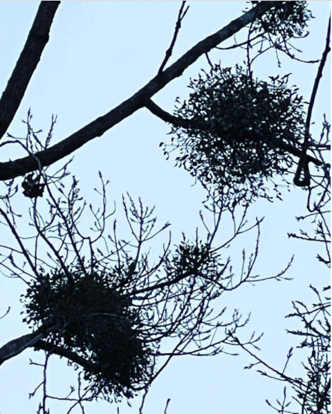Bild von Misteln in den Zweigen eines Baumes