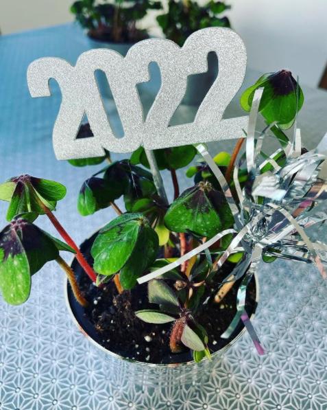 Glücksklee mit einem 2022-Stecker