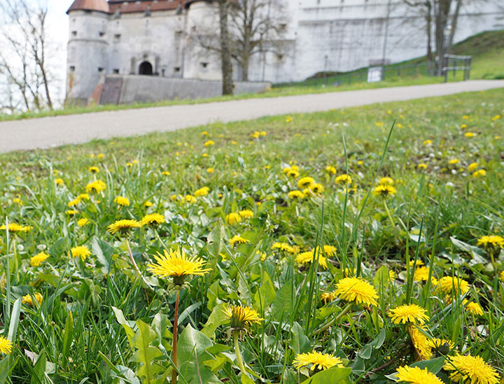 eine blühende Löwenzahnwiese, im Hintergrund das Schloss Hellenstein