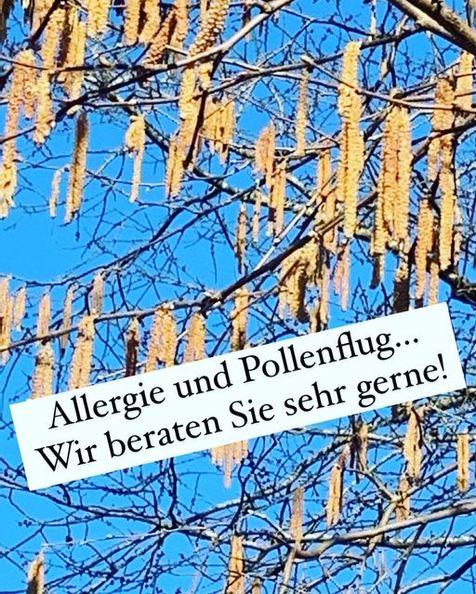 hängende Kätzchen mit vollem Pollenstand