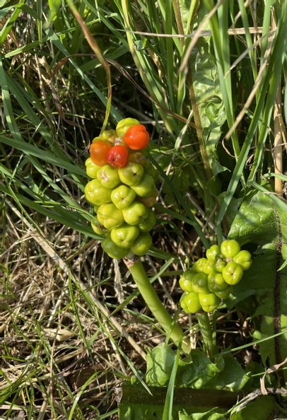giftige Pflanze mit grünen und orangenen Beeren