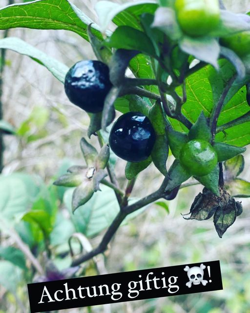 Tollkirsche – von schönen Frauenaugen und berauschenden Hexentänzen